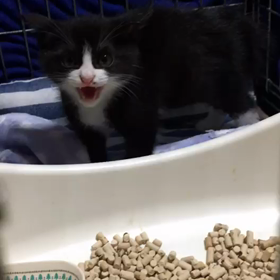 可愛いのに…の画像