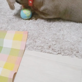 ゆうちゃん お留守番4日目の画像