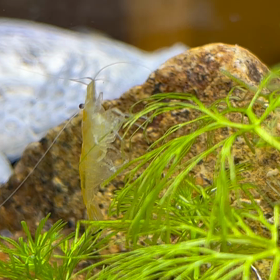 しゅりんぷの足さばきの画像