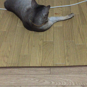 アビシニアンの画像