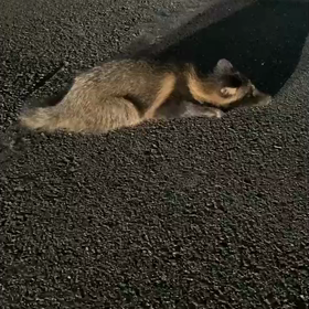 弱ったタヌキは保護されないの？の画像