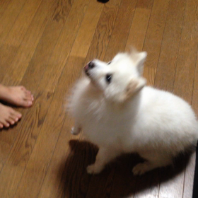 ジャスミン、お手！！の練習はじめましたぁ♪の画像