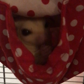 ハニーワームだいすき(＠´)З｀)))ﾓｸﾞﾓｸﾞの画像