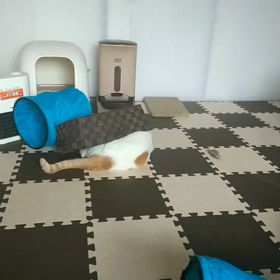 39　まとまらぬうちにの画像