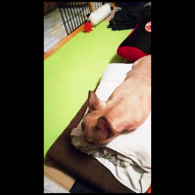 フレブルノアさん、イチローに注目の画像