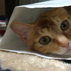 メイちゃん動画(´◠ω◠`)の画像