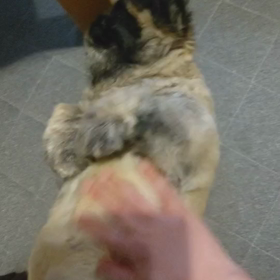 今日のぼんちゃんの画像