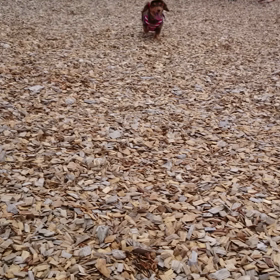 初ドッグランの画像