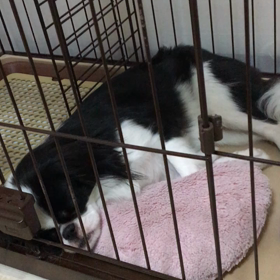 おやすみなさい(-_-)zzzの画像