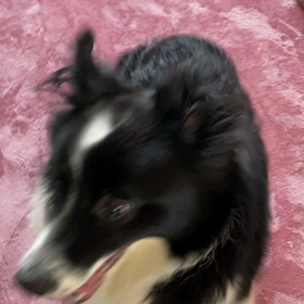 後脚がない犬ゴメスの画像