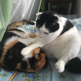 なかよしけんかの画像