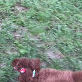 ♪お散歩動画♪代々木公園♪の画像