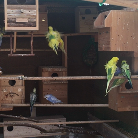 フライングルームの画像