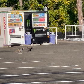 バチバチの画像