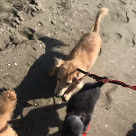 ♪お散歩動画♪お台場海浜公園♪の画像