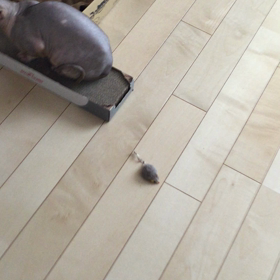 「ロイヤルカナン 犬と猫の健康 アンバサダー・プログラム 猫用 オリジナル ツメとぎ モニター」の画像