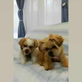 カミカミタイムの画像