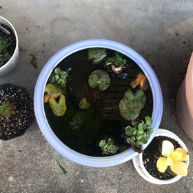 メダカの稚魚の画像