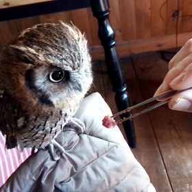 朝ご飯　動画ですの画像