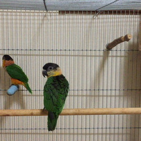 ズグロシロハラインコのペアの画像