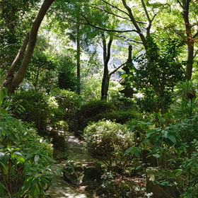 つくつくほうしの画像