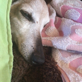 寝る瞬間の画像