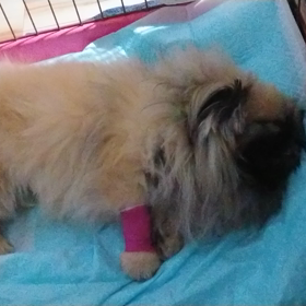 もぐ急病の画像