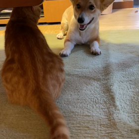 レオと小太郎のバトルの画像