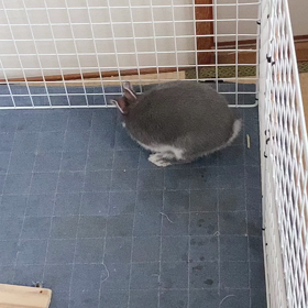 つっ…ついに！の画像