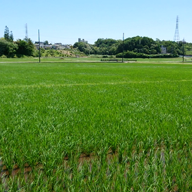☆田んぼのアートの画像