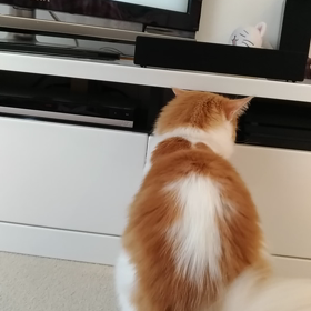 たんけんの画像