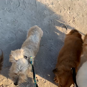 11月8日12わんこと2時間遠足　　お台場の画像