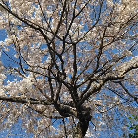 2,095　散歩道にての画像