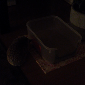 たぬさんの砂浴び未遂と添い寝と痛い針の画像