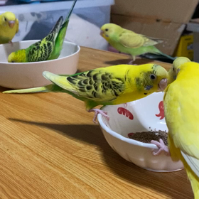 冬支度＆お引越しの画像