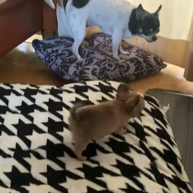 もーちゃん怒るの巻の画像