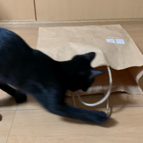 やんちゃな、ななの画像