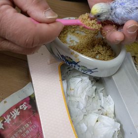 榮ちゃんのセキセイインコ飼育日記2020年3月30日の画像