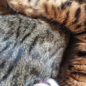 ちち違いの画像