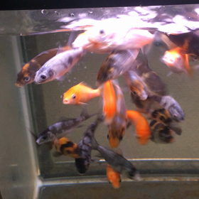 秋も恋の季節の画像