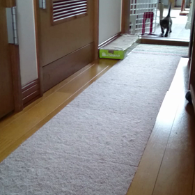 動画★ とら ちび  走る！走る！の画像