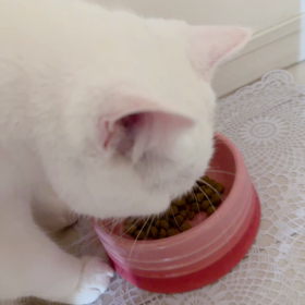 少しも夏バテしない猫の画像