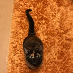 昨日のチェルシ〜の画像