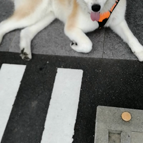 今朝は昨日よりは涼しめ。未来丸は前半イヤイヤ、後半ルンルンのいつもの感じ。飼い主は、昨日午の画像