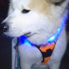 今朝も平和に朝散歩ができたことを感謝します‼️ウクライナでも朝散歩が平和にできますように。未の画像