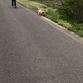 超？早朝散歩♪の画像