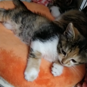 性急すぎるのでは？の画像