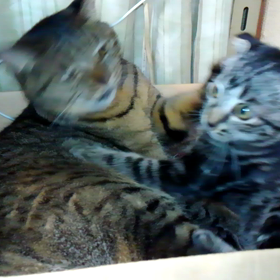 ダンボール争奪戦の画像