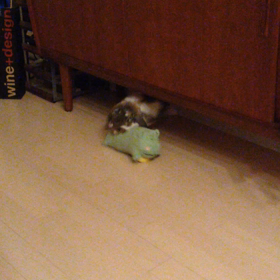 ぬいぐるみをくわえて走るこにゃ吉の画像