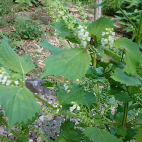 お食事中の画像